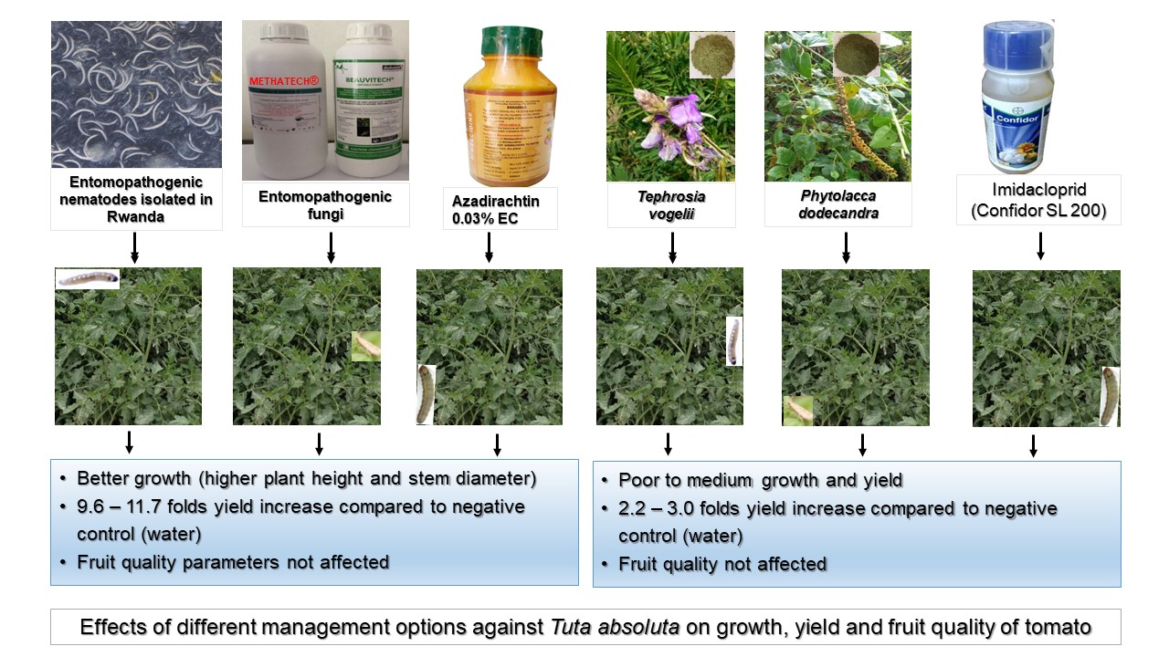 Growth, yield and fruit quality of tomato under different integrated